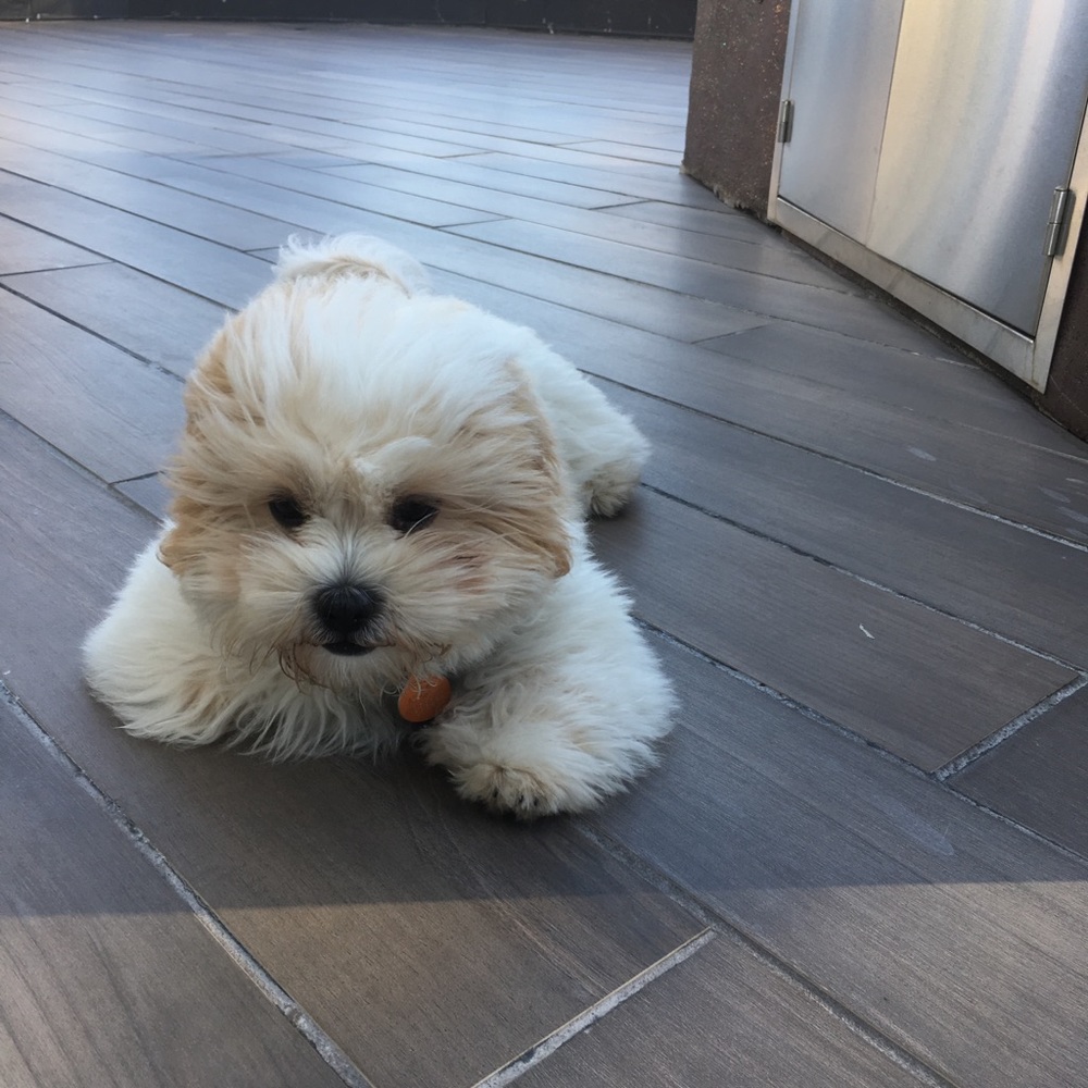 Meet your Posher, Rosaline